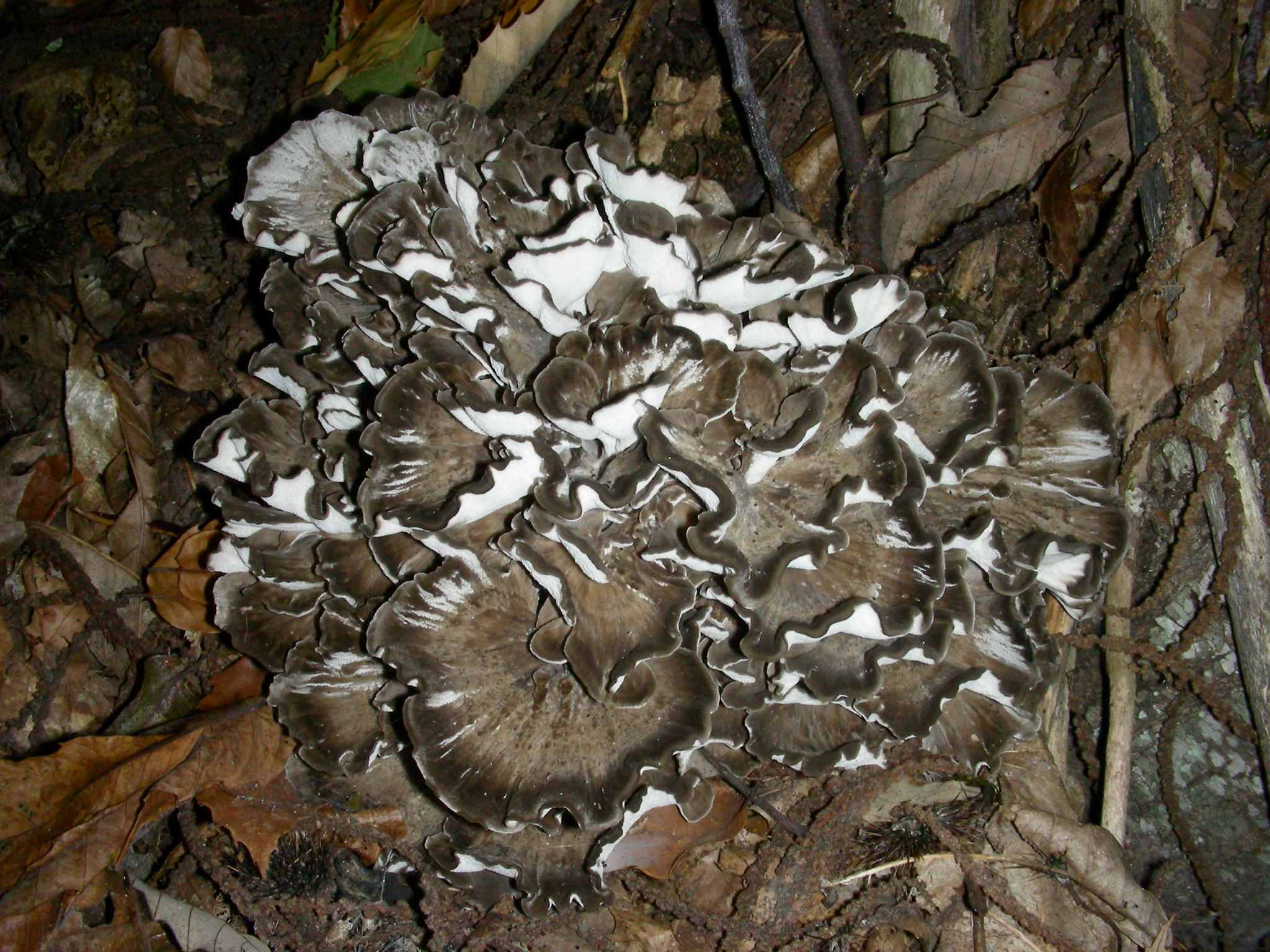 1133 Ottobre vecchio ritrovamento